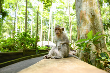 A long-tailed macaque is sitting in the Ubud Monkey Forest. The Ubud Monkey Forest is the sanctuary and natural habitat of the Balinese long-tailed Monkey. Ubud, Bali, Indonesia.