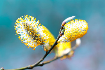 Pussy willow branches background, close-up. Willow twigs with catkins on blue. Spring easter pussy...