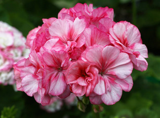 Light Pink Pelargonium - Geranium flowers on the patio garden