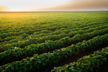 Open soybean field at sunset.
