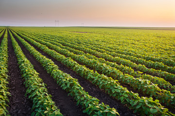 Open soybean field at sunset.
