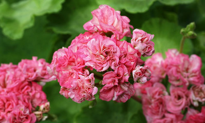 Pink Rosebud Pelargonium flower with green leaves closeup in the garden