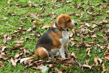 beagle in the grass