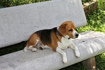 dog on bench