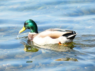 duck in water