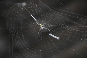 spider  resting on the web