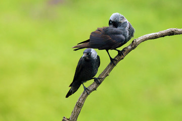 The western jackdaw (Coloeus monedula), also the Eurasian jackdaw, European jackdaw, or simply jackdaw. Pair sitting on the branch with green background.Two big gray birds on a branch.