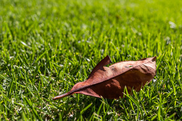 Dry leaf laying on green grass