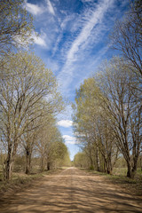 Country gravel road surrounded by trees on a sunny day. Empty rural road passing through the forest. Off-road. Spring rural landscape