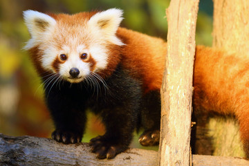 The red panda (Ailurus fulgens) , fire fox or lesser panda, the red bear-cat, and the red cat-bear,...