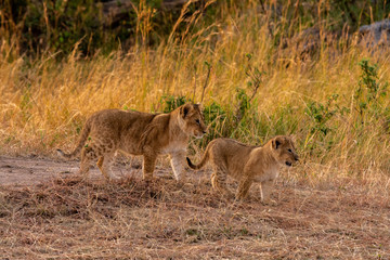 Fototapeta na wymiar Lion cubs