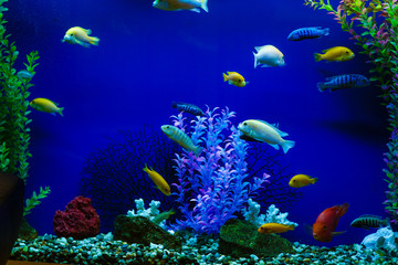 Picturesque sea aquarium. Underwater world. Sea fish of red and yellow color, coral reef, seaweed, ocean floor. Close up
