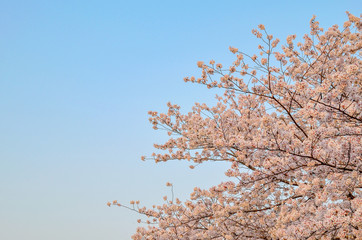 桜と青空