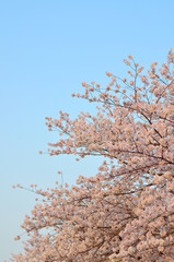 桜と青空