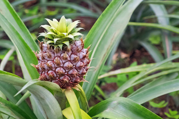 Small pineapple ripen on the farm. Tropical fruit.
