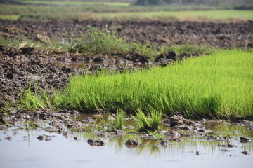 Water lake outdoor nature beauty