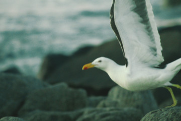 seagull on a rock