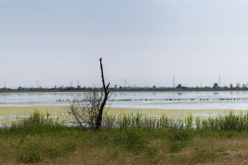 Dry broken tree trunk on a background of a lake with mud.