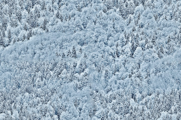 Winter forest covered with snow seamless pattern. Fir trees and Pines