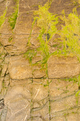 Detail gelbes Gestein mit Algen bewachsen - Praia das Illas