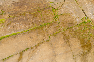 Detail Gesteinsschichten mit Algen bewachsen - Praia das Illas
