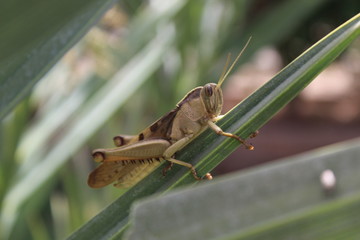 locust