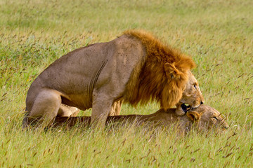 Löwen in der Savanne im Nationalpark Tsavo Ost und Tsavo West