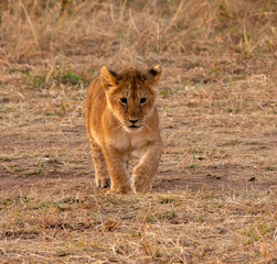 Lion cub