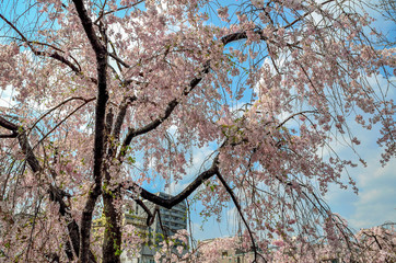 桜の花