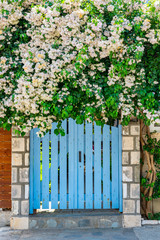 White pink bougainvillea on top of blue fence door in Kefalonia