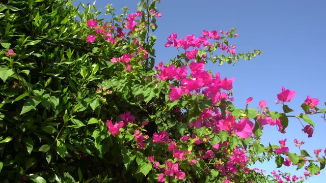 Closeup view of bright pink flowers of blooming trees isolated on clear sunny blue sky background. Real time 4k video footage.