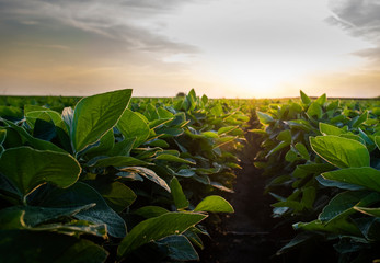 Open soybean field at sunset.