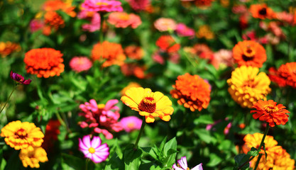 colorful flowers
