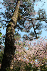 Obraz premium trees and blooming cherry trees in a park in kyoto (japan)