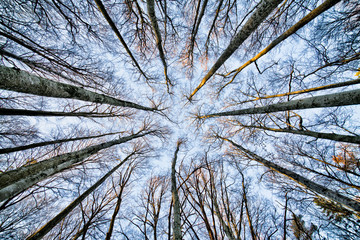 Trees in Kaja-lunden in Rygge, Moss, Norway, Looking upwards through a Wide Angle Lens