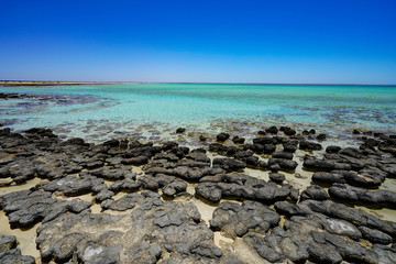 Fototapeta na wymiar Stromatolites Hamelin Pool Shark Bay Western Australia