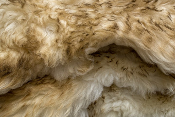 An armful of carpets piled on top of each other, made of artificial white wool with beige tips here and there, imitating sheep or goat skins with wavy, shaggy, fluffy hair. Natural surface background.