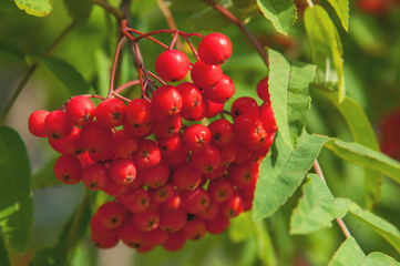 red rowan branch. bush Sorbus aucuparia. healthy natural vitamins.