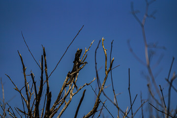 Dwarf Bearded Dragon Pogona minor ssp. minor