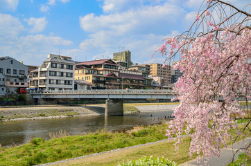 Fototapeta na wymiar 京都　鴨川と桜