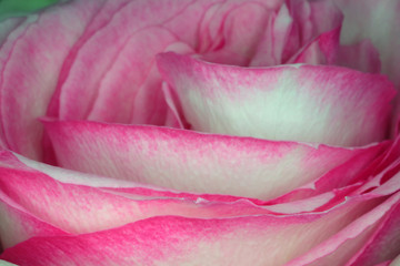 beautiful rose Bud macro as background