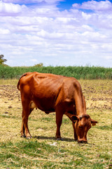 Isolated red cow grazing on a meadow