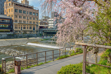 Obraz premium 京都の鴨川と桜