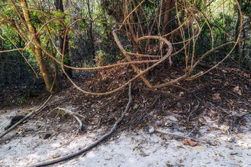 Angkor complex tourist attraction Angkor Wat Archaeological Park in Siem Reap Cambodia