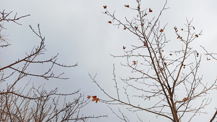 Dried leaves and branches of the tree with snowy winter background in Cappadocia, Turkey