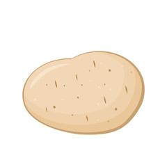 Young potato. Cartoon potato isolated on white background. Raw yellow potato. White potato vegetable icon. Tuber of potatoes. Modern cute fresh yam vegetable. Vector illustration, flat style, clip art