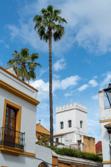 palmeras de la juder&iacute;a de Sevilla