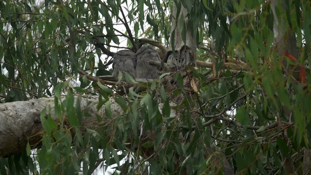 Resting Tawny Frogmouth Pair Of Birds In A Gum Tree, TILT UP