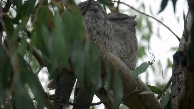 Tawny Frogmouth Couple Perched On A Eucalyptus Tree Branch, TILT UP