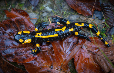 fire salamander or Salamandra salamandra